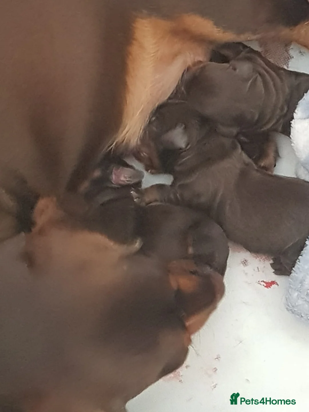 Dachshund dogs for sale: Stunning female dashound  in Wakefield - Advert 1