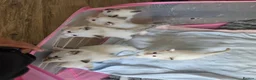 Ragdoll cats for sale: Pure ragdoll kittens  - Advert 13