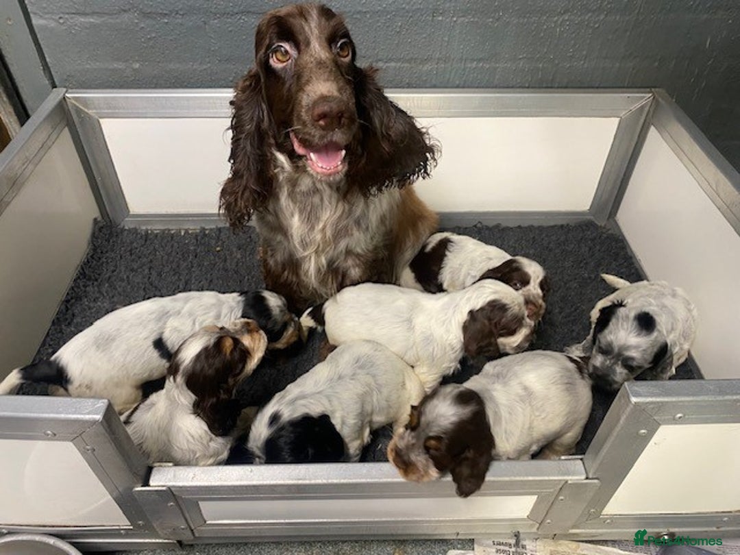 Cocker Spaniel dogs for sale: Cocker Spaniel Puppies For Sale  - Image 1