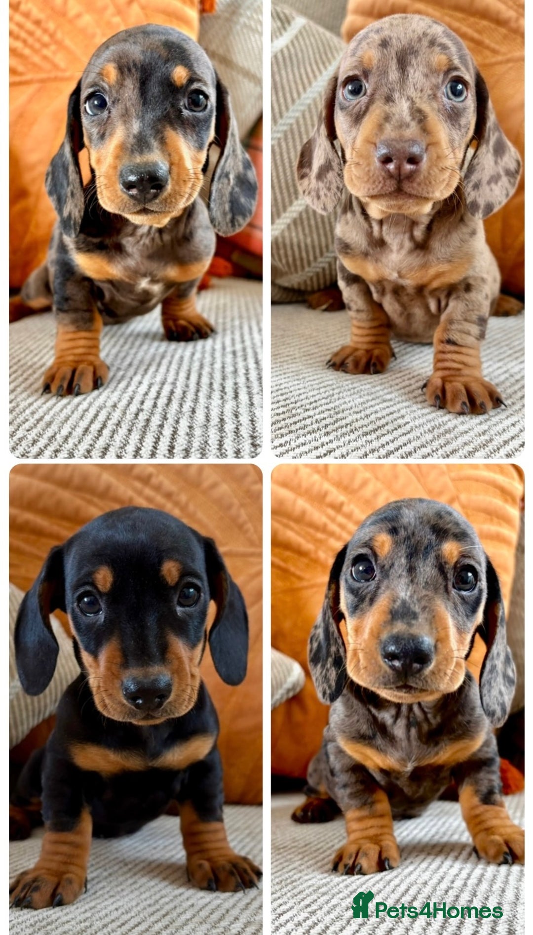 Wiener Dogs Dapple Doxie Puppies For Sale Dapple Dachshund Rescue