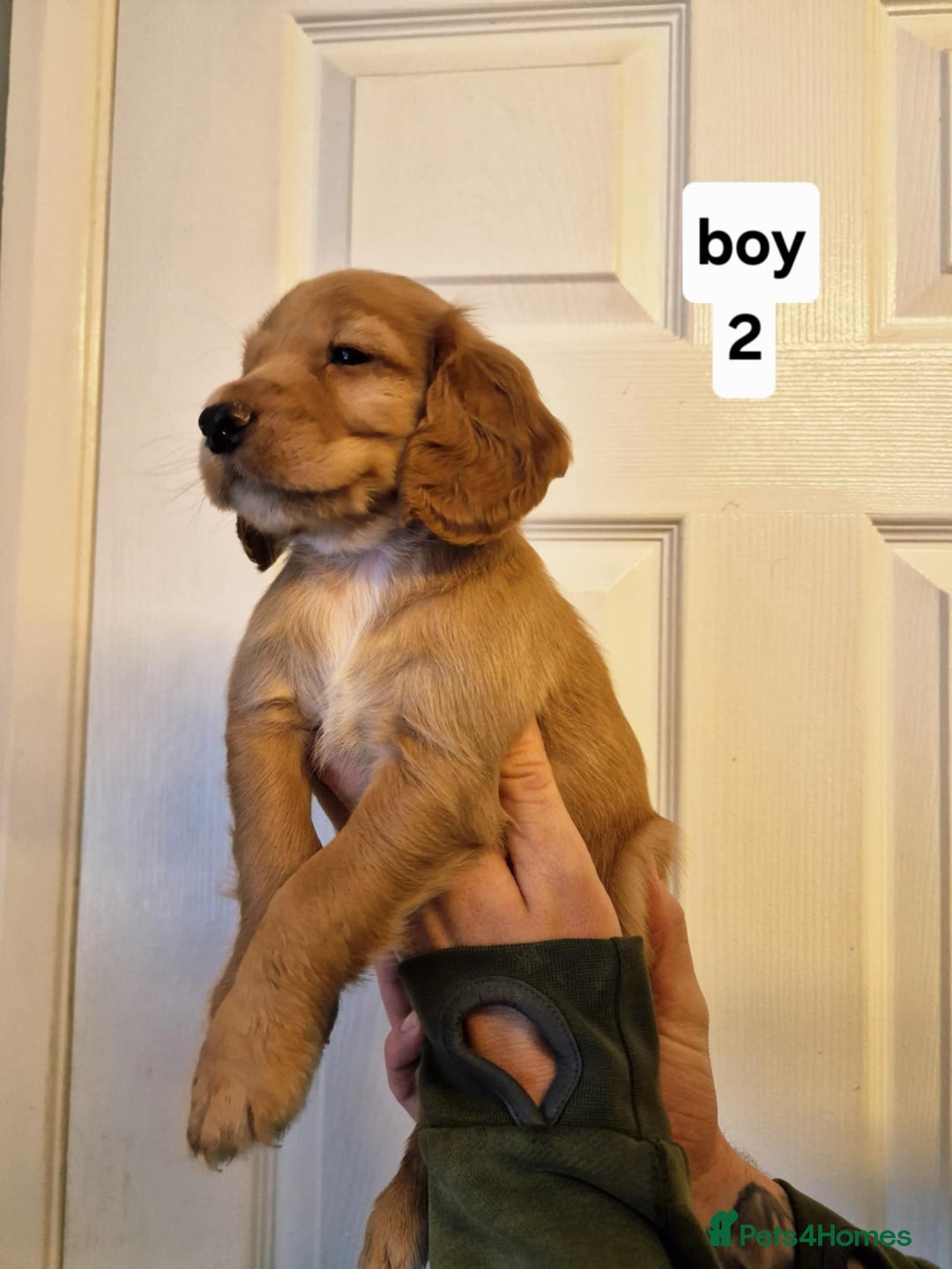 Cocker Spaniel dogs for sale: Excellent pedigree cocker spaniels  - Advert 13