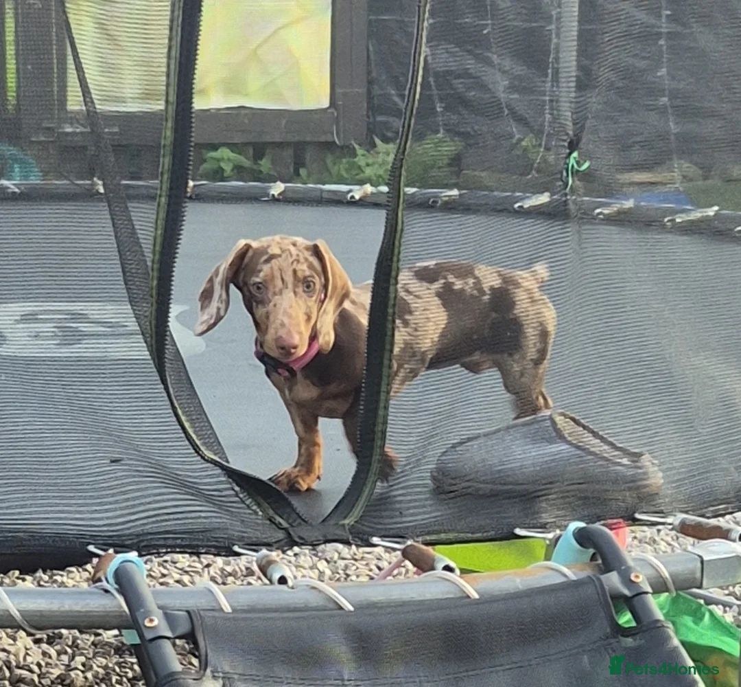 Miniature Dachshund dogs for sale: Mini dachound (cookie) in Leigh - Advert 1