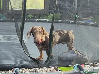 Miniature Dachshund dogs Mini dachound (cookie) in Leigh - Advert 1