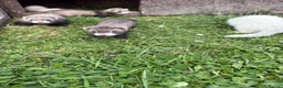 Ferret rodents for sale: Kits for sale  - Advert 4