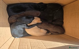 Labrador Retriever dogs for sale: Litter of seven beautiful labradors  - Image 4