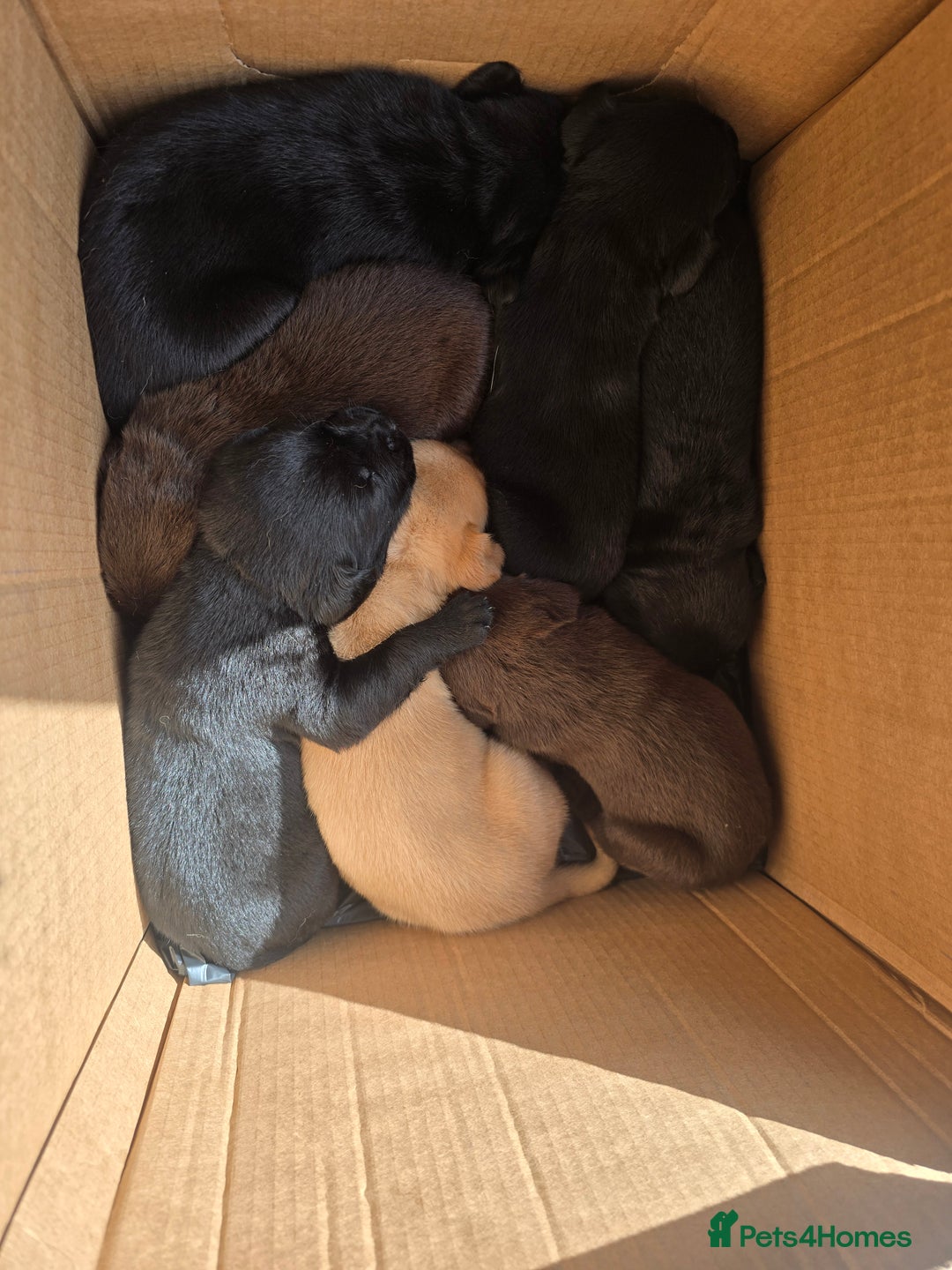 Labrador Retriever dogs for sale: Litter of seven beautiful labradors  - Image 4