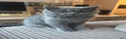 British Shorthair cats for sale: Active Blue British Shorthair 6 months  - Advert 4