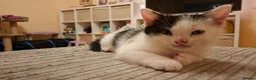 Mixed Breed cats for sale: 2 Kittens For Sale - Advert 3