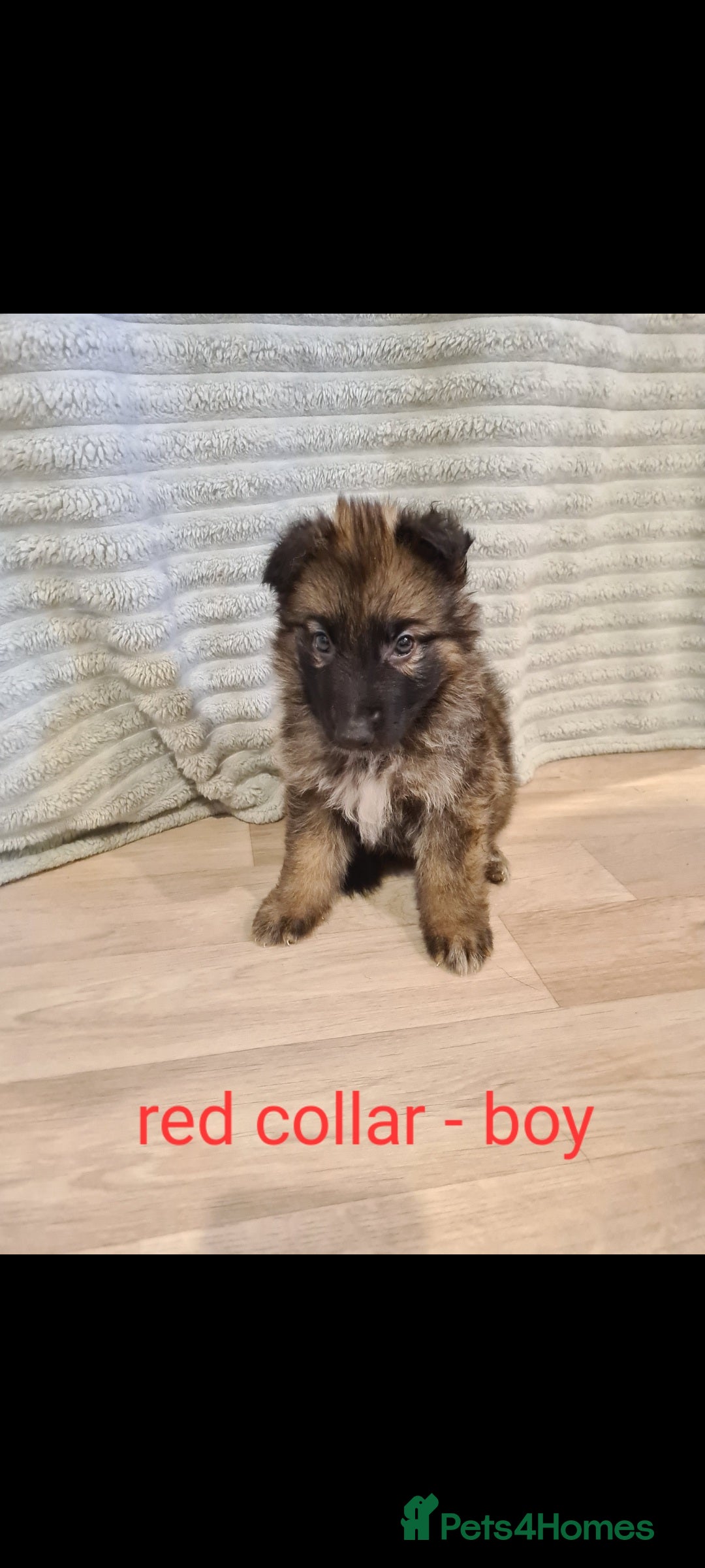 German Shepherd dogs for sale: 🐾Adorable 8-Week-Old German shepherd puppies🐾 - Image 26