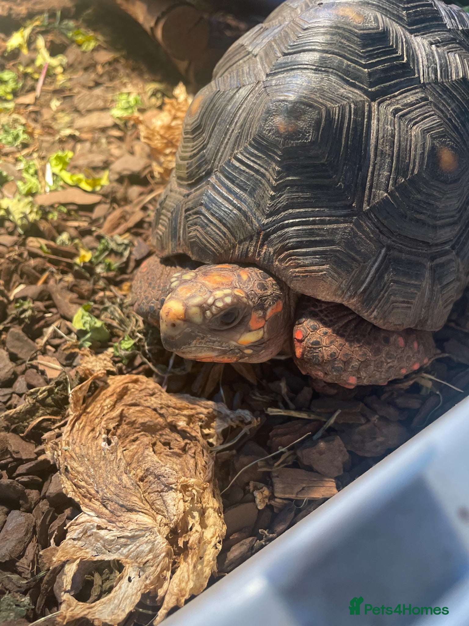 Tortoise reptiles Red footed tortoise - Advert 1