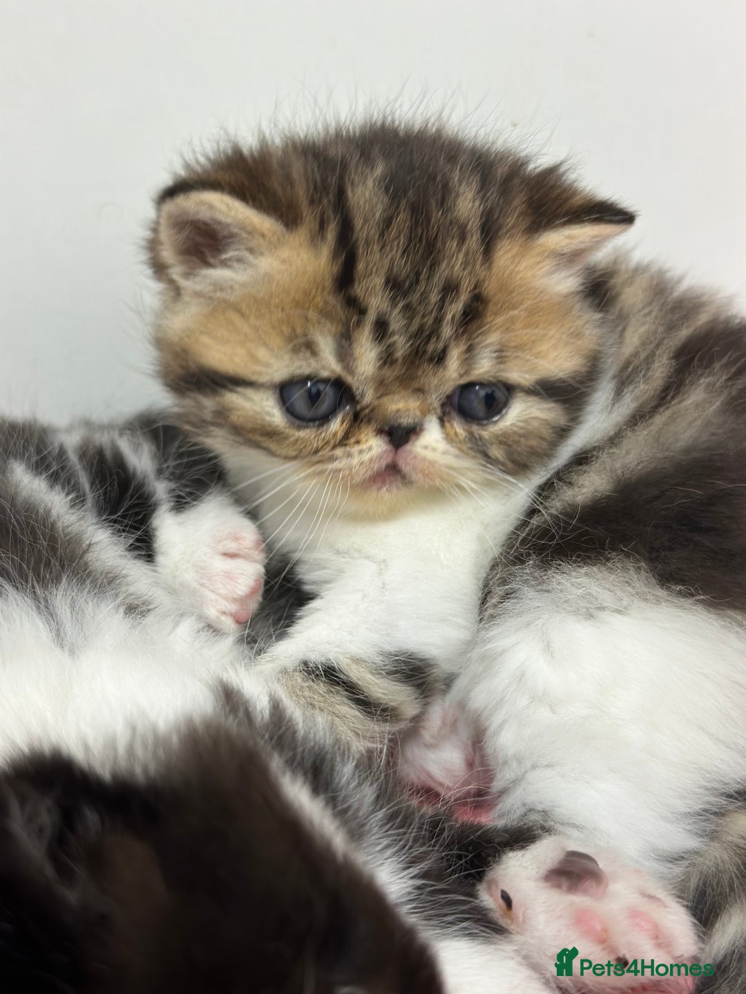 Exotic cats for sale: Brown Tabby & White exotic shorthair  - Advert 11