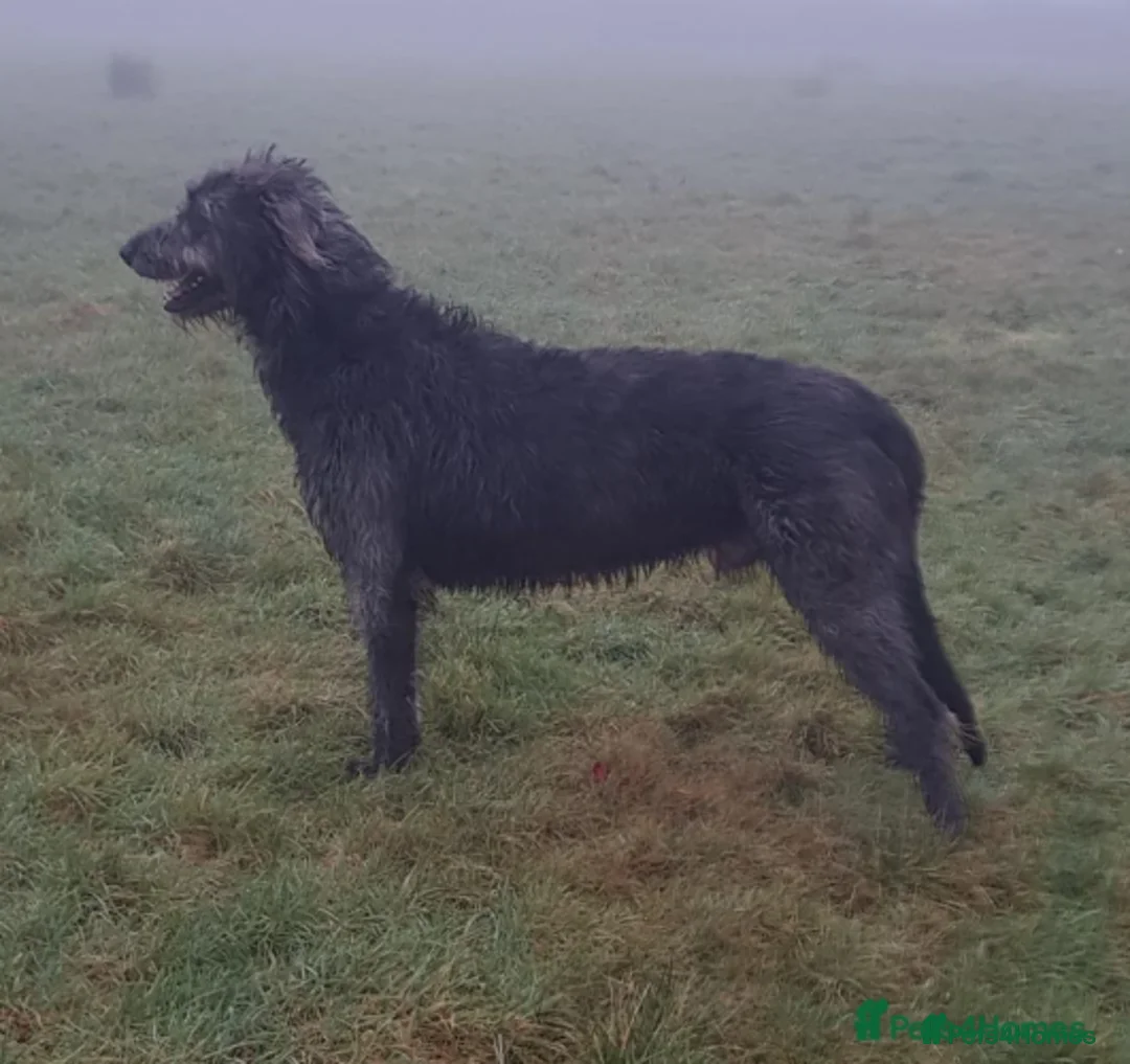 Irish Wolfhound dogs for stud: Irish Wolfhound Stud in Clynderwen - Advert 2