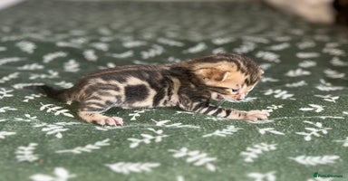 Bengal cats - Advert 11