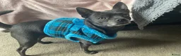 Chihuahua dogs for stud: Blue chihuahua stud in Edinburgh - Advert 10
