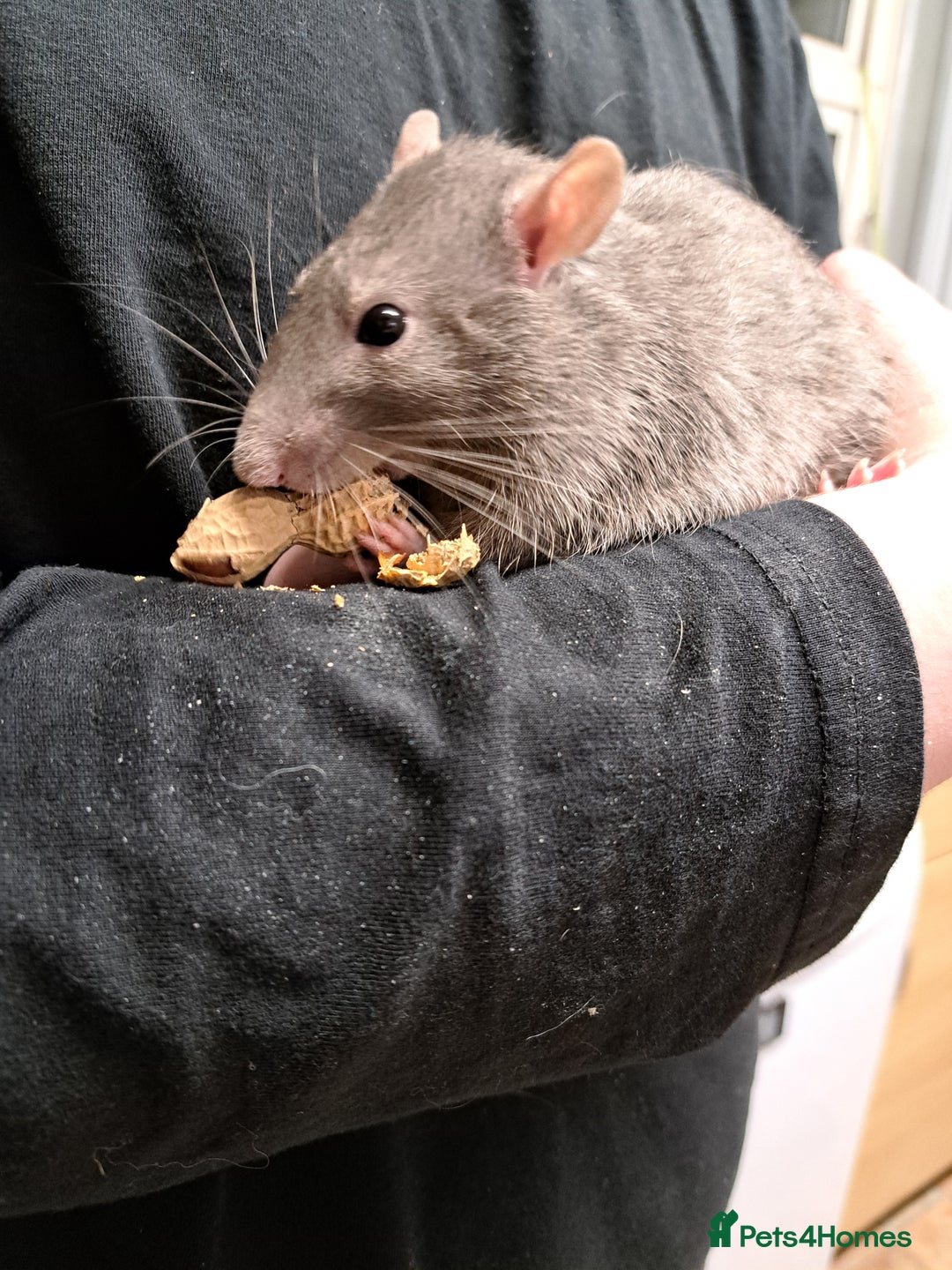 Rat rodents for sale: 2 male rats and cage  - Advert 5