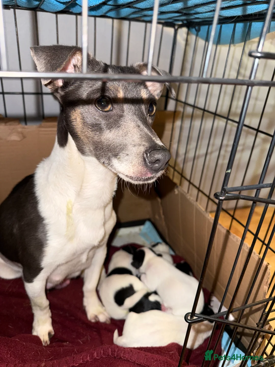 Jack Russell dogs for sale: Jack Russell Pups - Advert 6