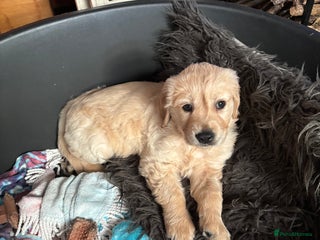Golden Retriever dogs One Boy Puppy left - Advert 2