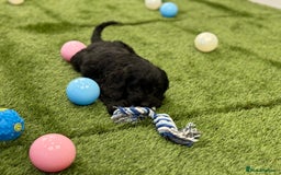 Cockapoo dogs for sale: Beautiful cockapoo puppies  - Image 2