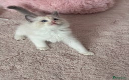 Ragdoll cats for sale: Extremely cuddly Ragdoll kittens! - Image 5