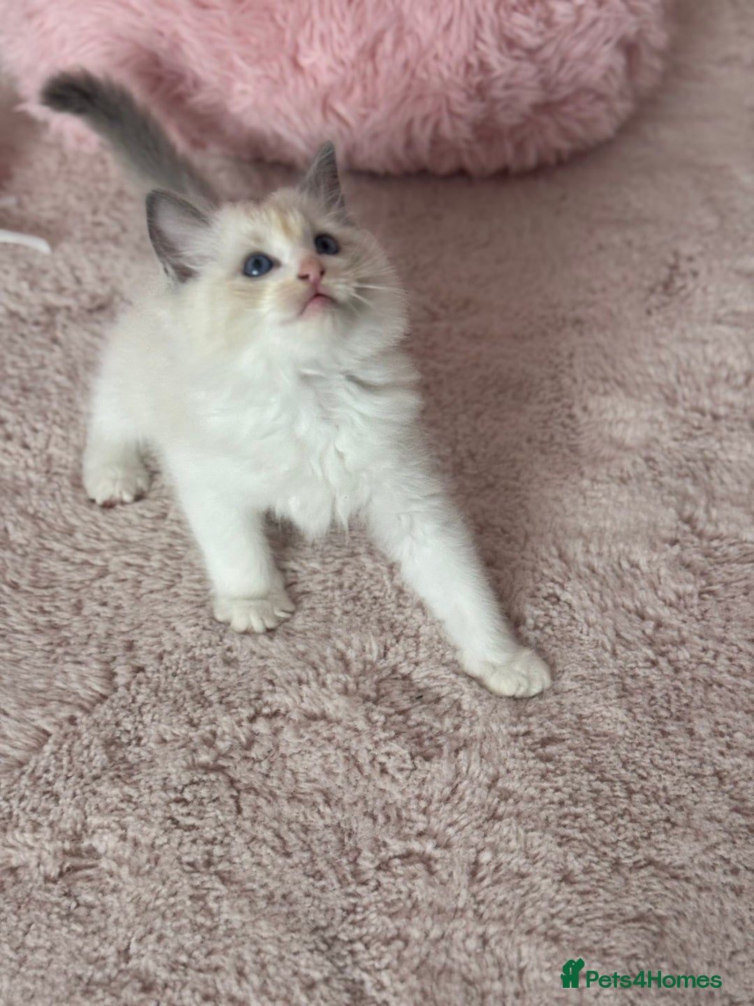 Ragdoll cats for sale: Extremely cuddly Ragdoll kittens! - Image 5