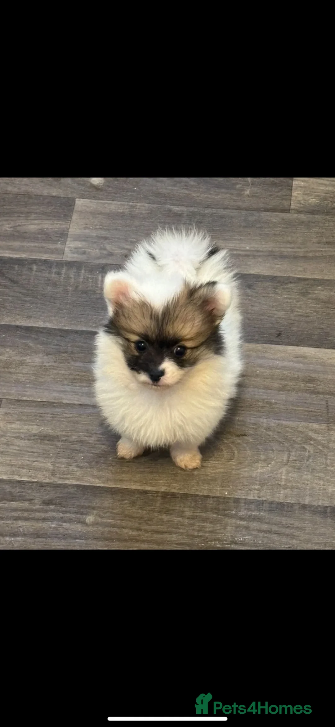Pomchi dogs for sale: Pomeranian x chihuahua  - Advert 1