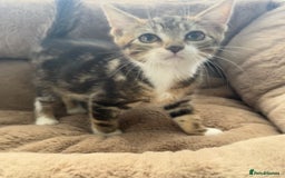 Mixed Breed cats for sale: Super friendly kittens ready now  - Image 4