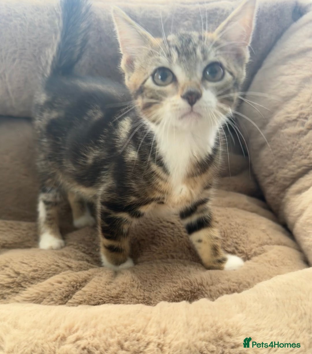 Mixed Breed cats for sale: Super friendly kittens ready now  - Image 4