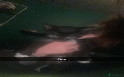 Mixed Breed cats for sale: Male and female black kittens  - Image 1