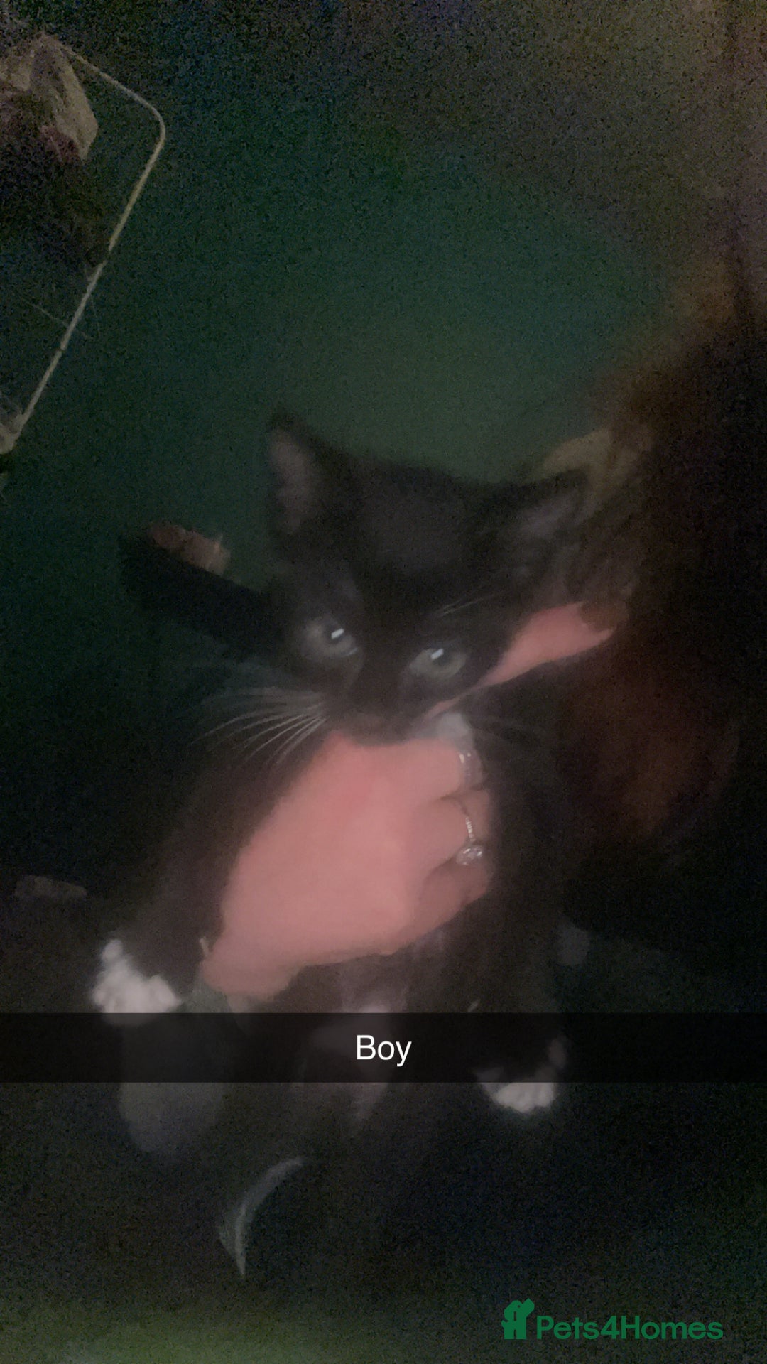 Mixed Breed cats for sale: Male and female black kittens  - Image 1