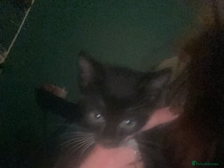 Mixed Breed cats - Advert 16