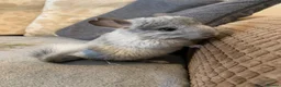 Chinchilla rodents for sale: Chinchilla kits in Brampton - Advert 5