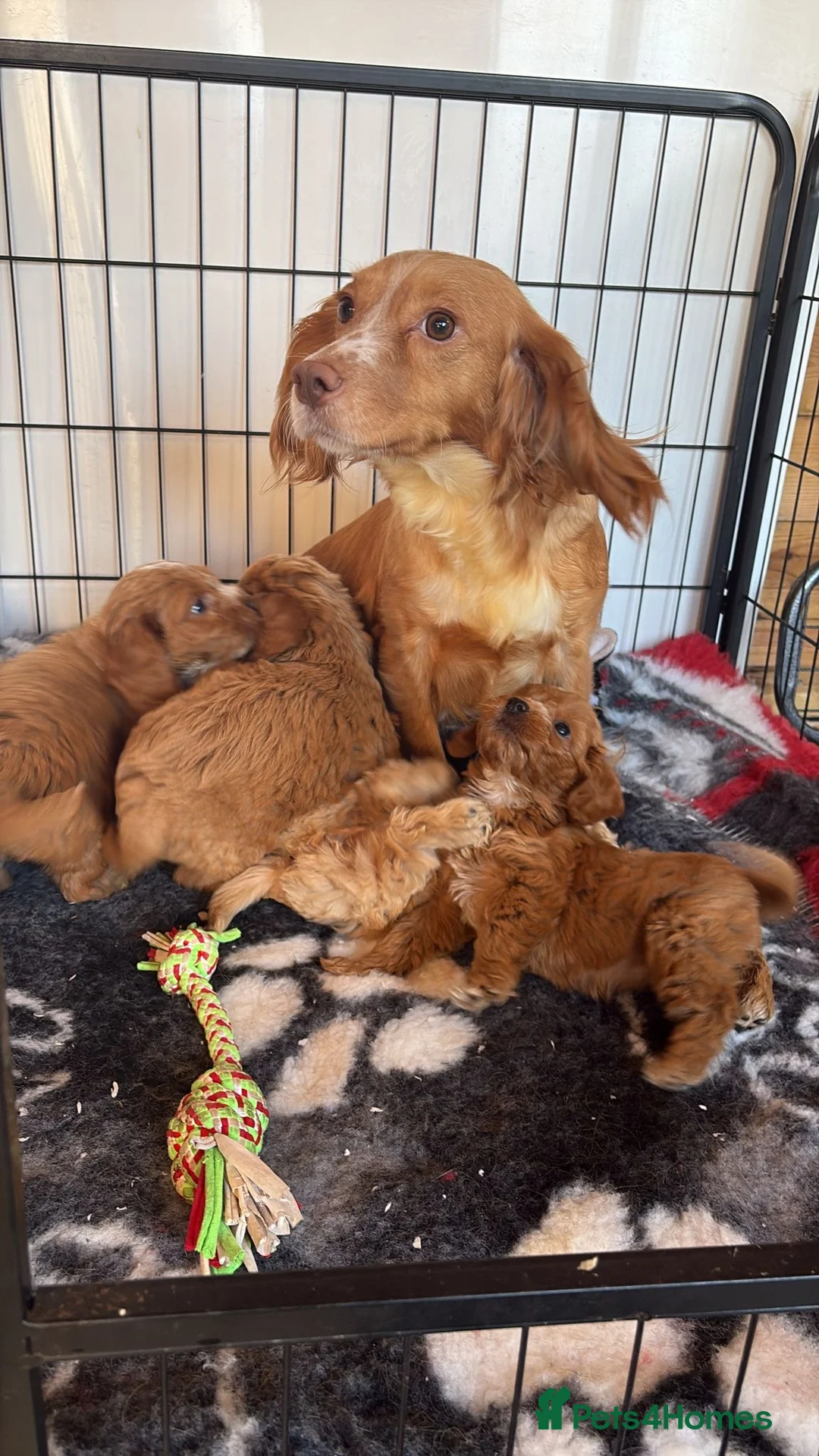 Cockapoo dogs for sale: F1 COCKAPOOS pra clear (council lincesed) - Advert 26