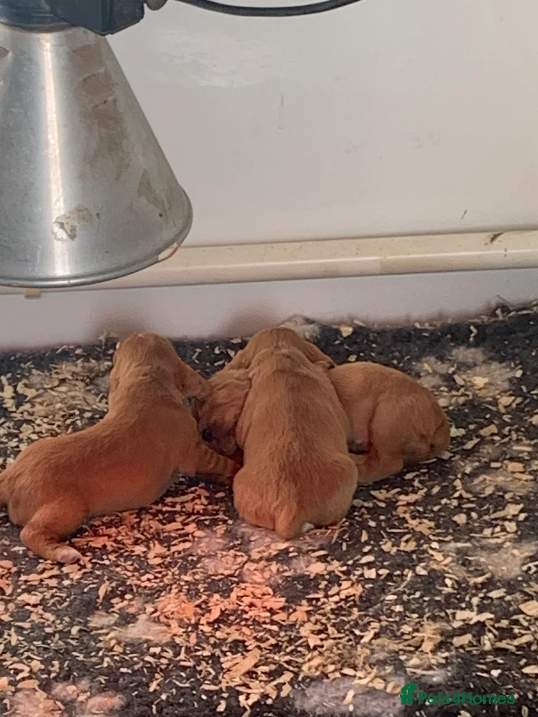 Cocker Spaniel dogs for sale: Two beautiful red working cocker spaniels - Advert 6