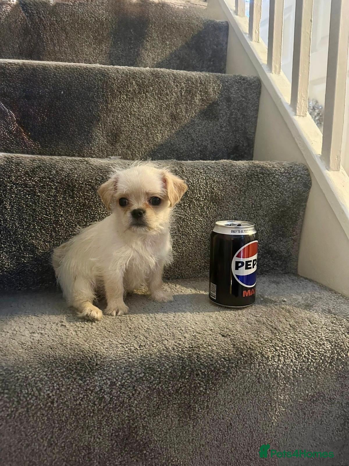 Mixed Breed dogs 🐾 Adorable Puppies Ready for Forever Homes 🐾 - Advert 1