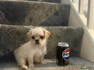 Mixed Breed dogs 🐾 Adorable Puppies Ready for Forever Homes 🐾 - Advert 11