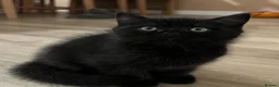 British Shorthair cats for sale: ✨ beautiful black/blue British Shorthair kittens✨ - Advert 26