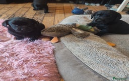 Labrador Retriever dogs for sale: Beautiful pedigree black Labrador pup's  - Image 5