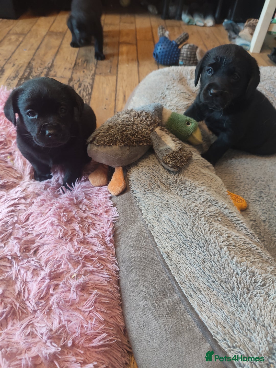 Labrador Retriever dogs for sale: Beautiful pedigree black Labrador pup's  - Image 5