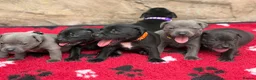 Staffordshire Bull Terrier dogs for sale: KC Health Tested Staffordshire Bull Terriers - Advert 16