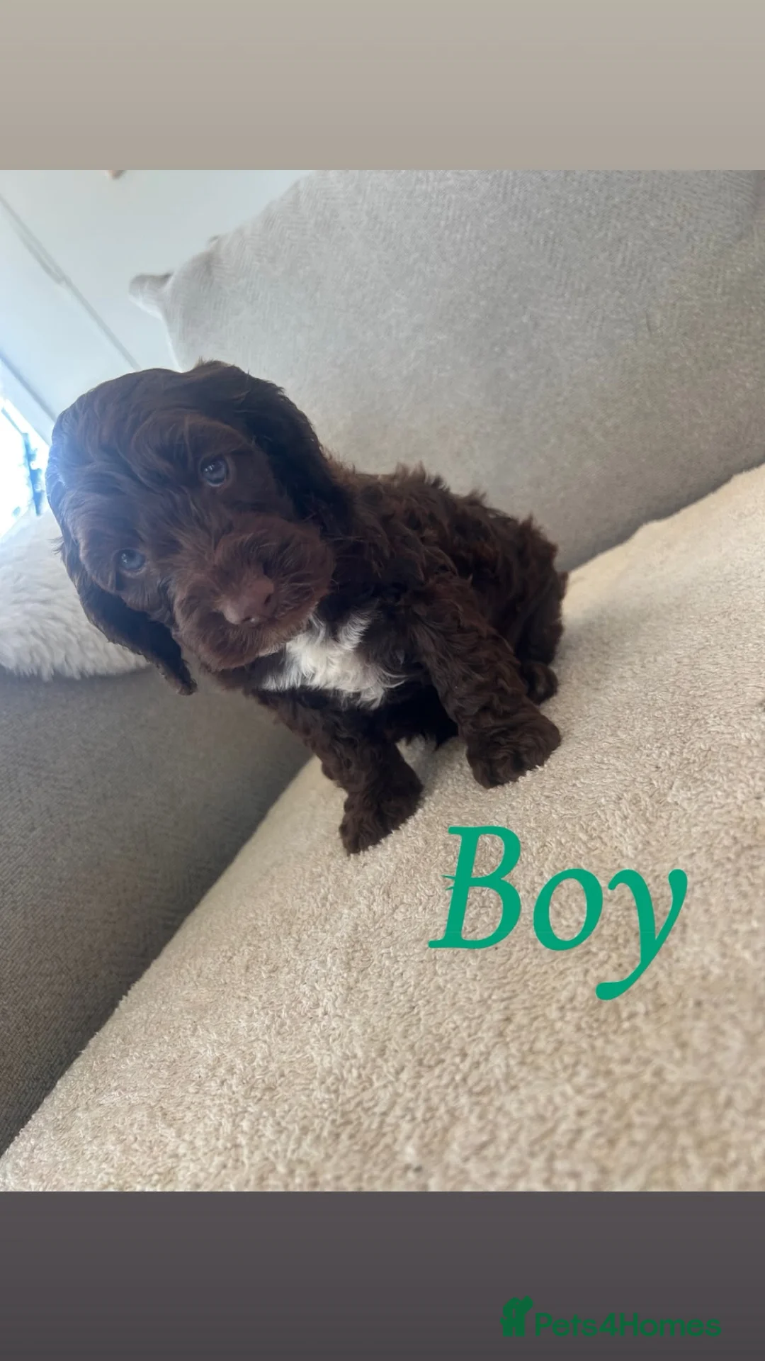 Cockapoo dogs for sale: Cockapoo pups for sale  - Advert 6