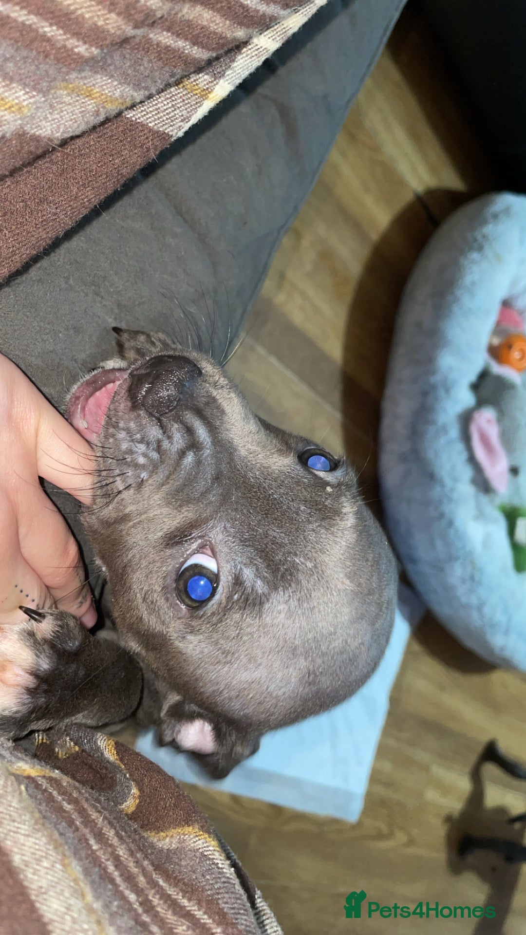 Staffordshire Bull Terrier dogs for sale: Blue Staffordshire bullterrier  - Image 7