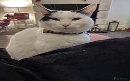 British Shorthair cats for sale: 2 loving beautiful cats  - Image 13