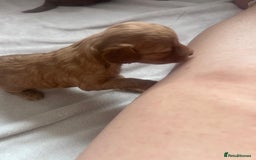 Mixed Breed dogs for sale: 5 Beautiful Cockapoo Girls ready  - Image 11