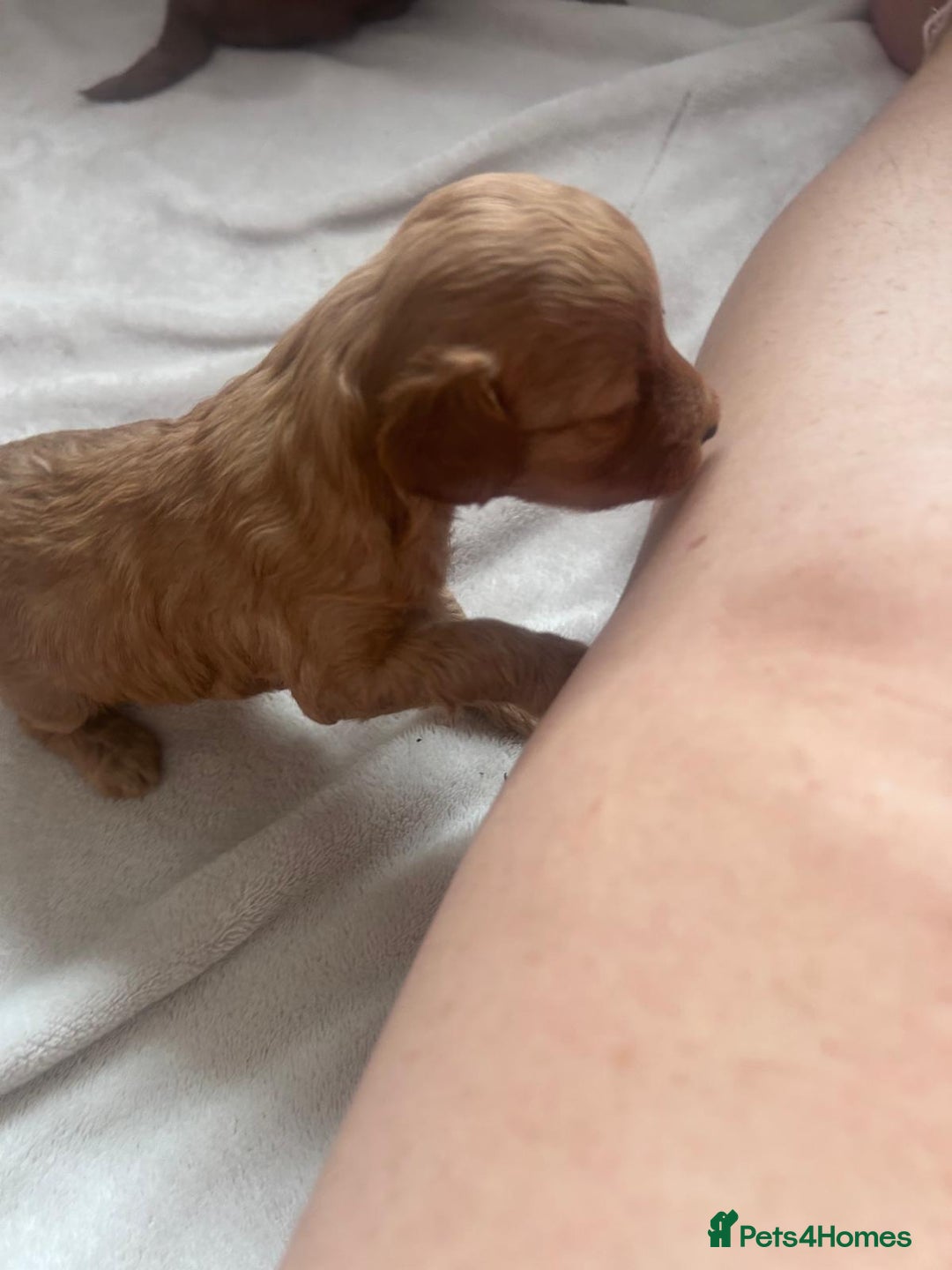 Mixed Breed dogs for sale: 5 Beautiful Cockapoo Girls ready  - Image 11