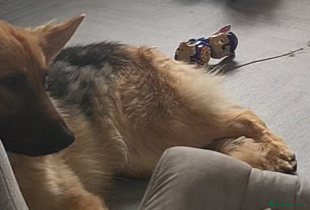 German Shepherd dogs for sale: Female German shepherd  - Advert 1