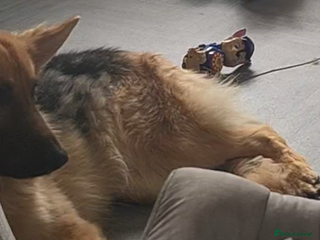 German Shepherd dogs Female German shepherd - Advert 1