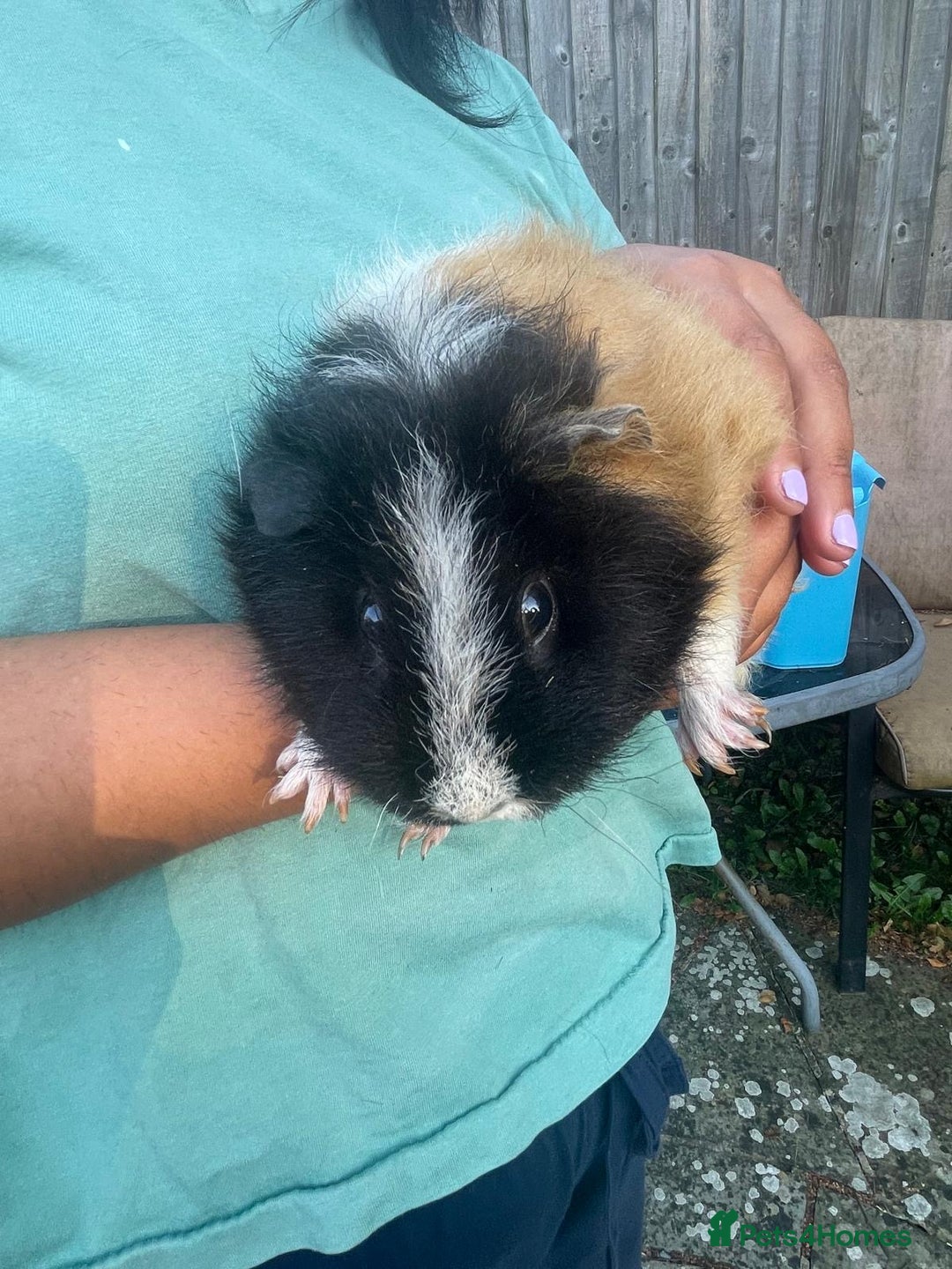 Guinea Pig rodents for sale: Female guinea pig  - Image 4