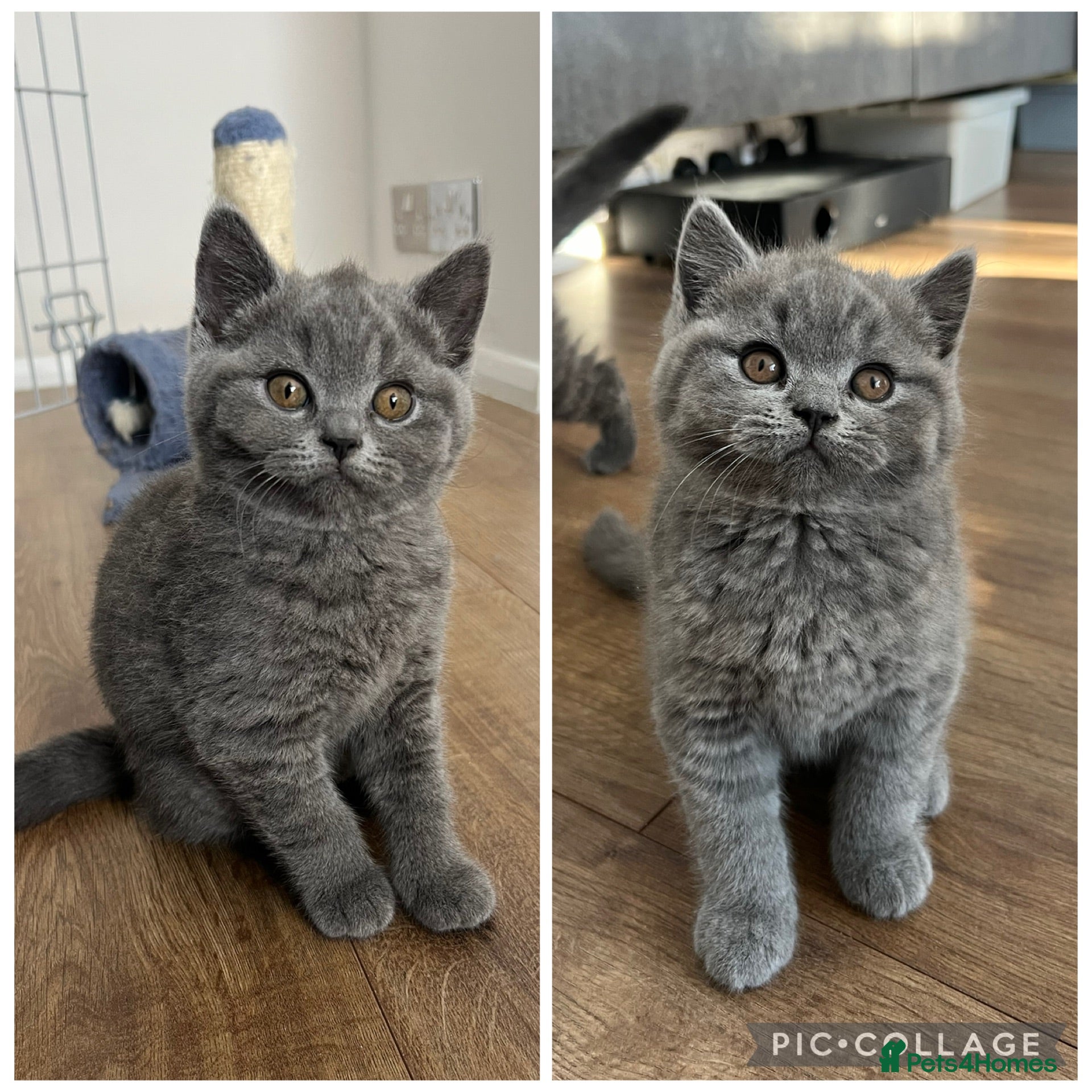 British Shorthair cats for sale: GCCF exceptional quality British Shorthair kittens - Advert 1
