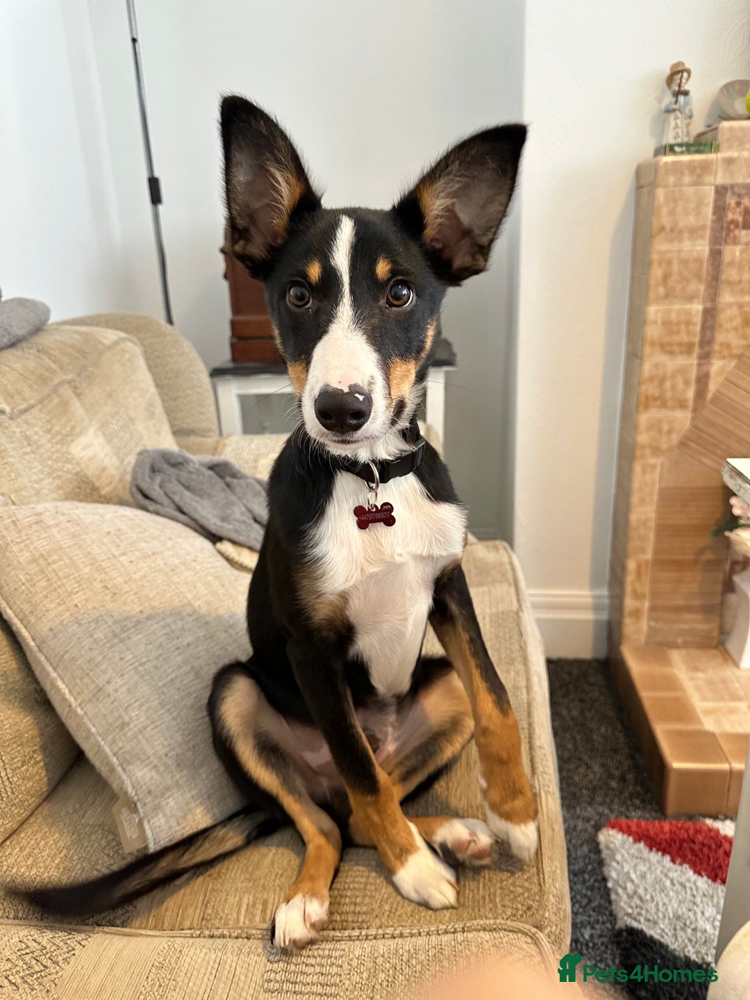 Border Collie dogs for sale: Tri Colour Smooth Fur Collie (MALE) For Sale - Advert 12