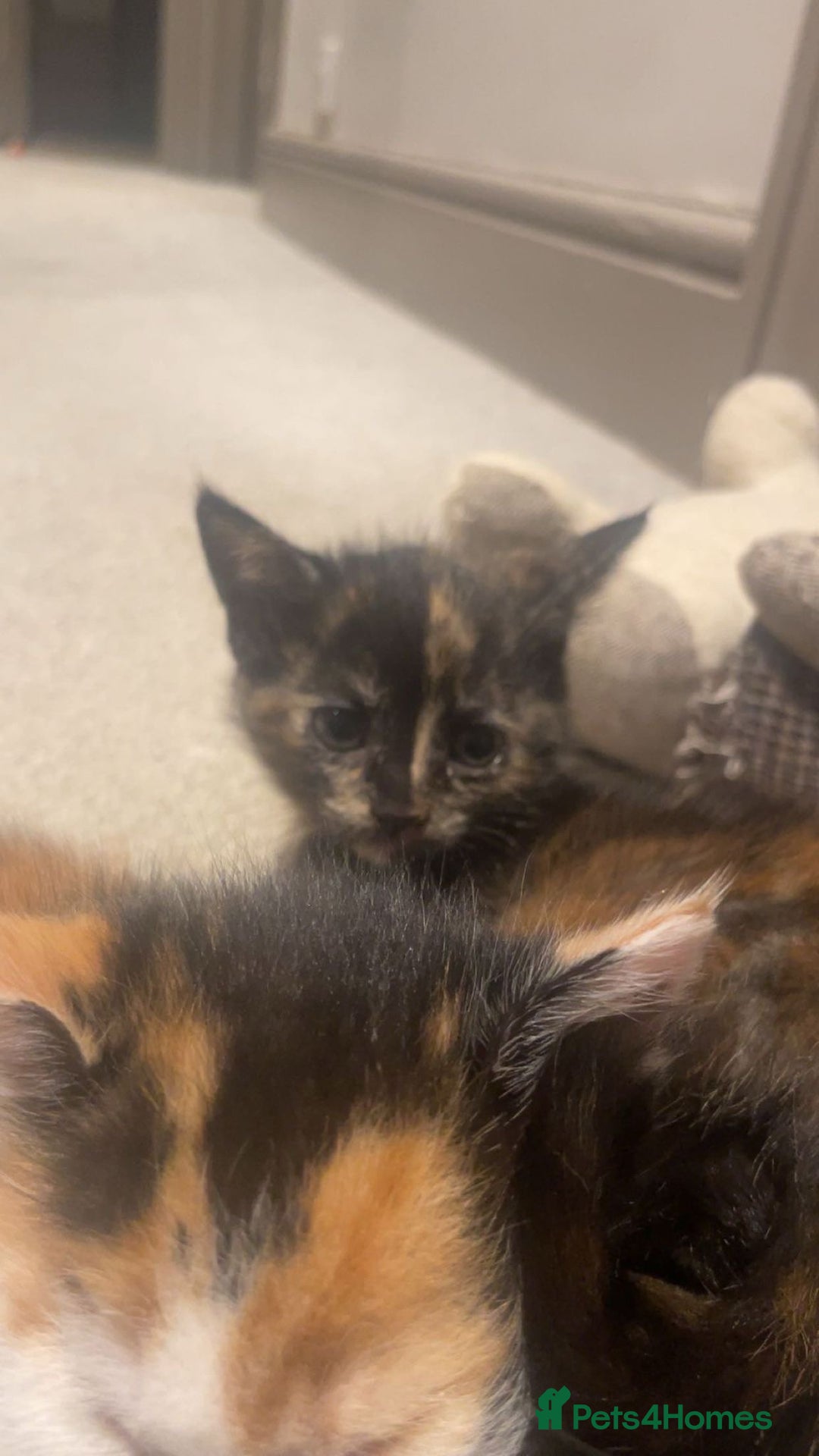 Mixed Breed cats for sale: 3 kittens for sale.  - Image 15
